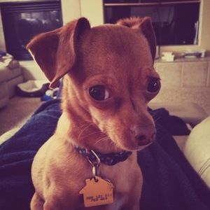 Meet your Posher, Abby